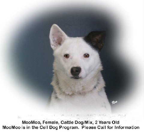 Moo Moo - Cell Dog