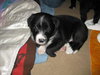 Puppies!