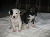 Puppies!