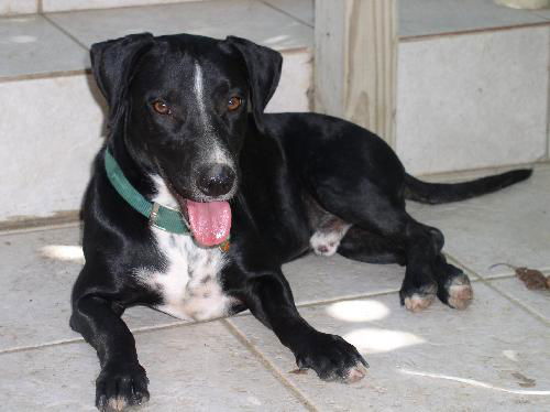 Richard - URGENT - Caribbean Dog