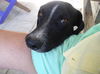 Richard - URGENT - Caribbean Dog