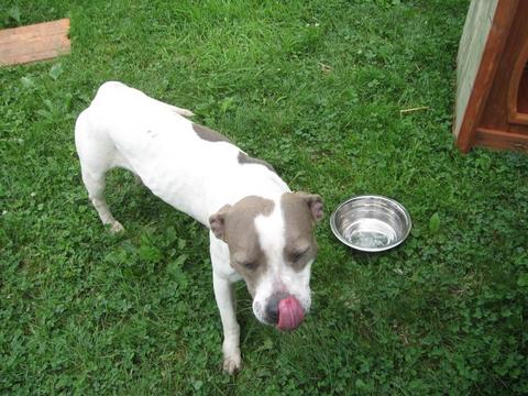 Sweet Pittie