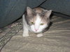Miss Kitty
