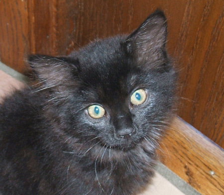 Tuxey