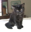 Tuxey