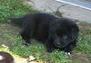 Boscoe