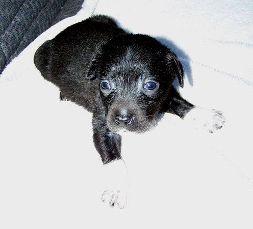 Bruiser