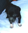 Bruiser