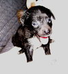 Bruiser