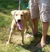 Brutus