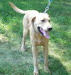 Brutus