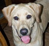 Brutus