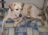 Brutus