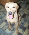 Brutus