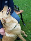Buddy