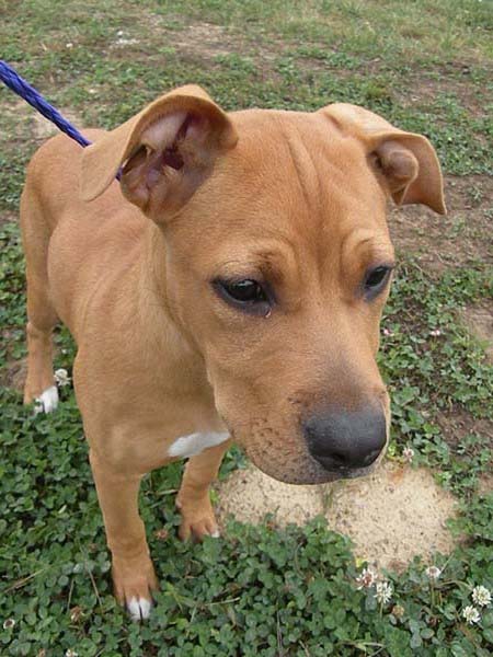 Puppy - URGENT