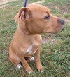 Puppy - URGENT