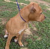 Puppy - URGENT
