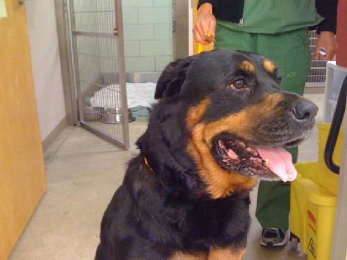 Rottie - Urgent