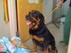 Rottie - Urgent