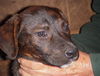 Brindle Puppies - Large