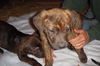 Brindle Puppies - Large