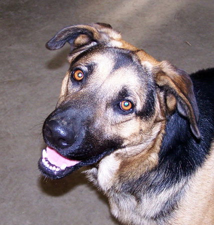 Duke - Graduate