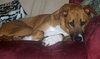 Miss Lucy - Cell Dog