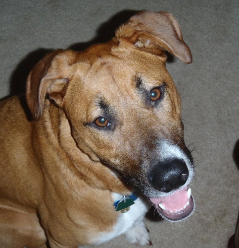 Miss Lucy - Cell Dog