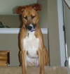 Miss Lucy - Cell Dog