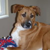 Miss Lucy - Cell Dog