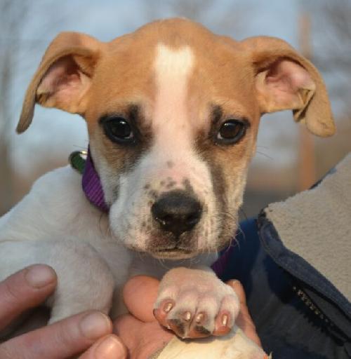 Boxer mix pup