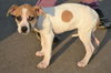 Boxer mix pup