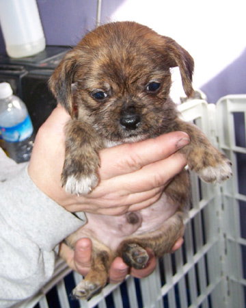 Bruiser