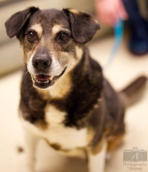 Suzie -Adopted! - Help a Senior