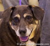 Suzie -Adopted! - Help a Senior