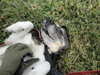 Suzie -Adopted! - Help a Senior