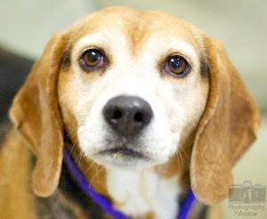 Millie #2993 - Help A Senior at the Pound