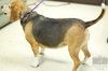 Millie #2993 - Help A Senior at the Pound