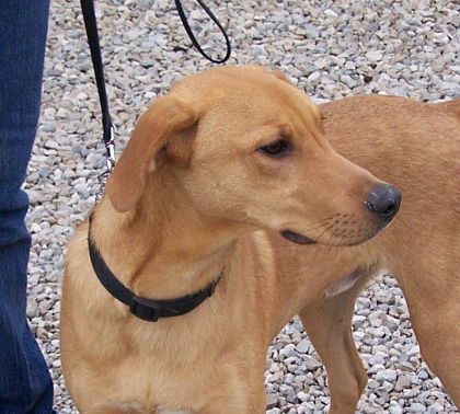 Dusty - Cell Dog