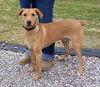 Dusty - Cell Dog