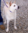 Luke - Cell Dog
