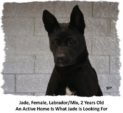 Jade - Cell Dog