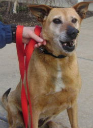 Cinda #100833 - Help a Senior at the Pound