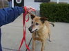 Cinda #100833 - Help a Senior at the Pound