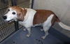 Sammy #101371 - HELP A SENIOR AT THE POUND!