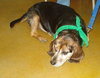 Murphy