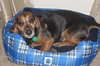 Murphy