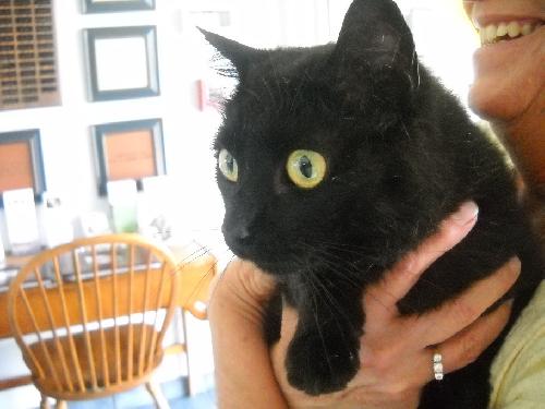 Midnight - Urgent