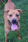 Lucy: URGENT!